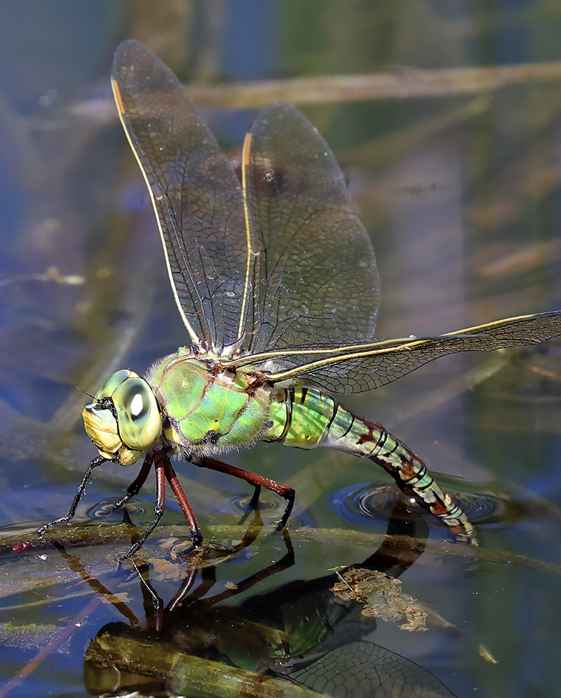 Emporer dragonfly